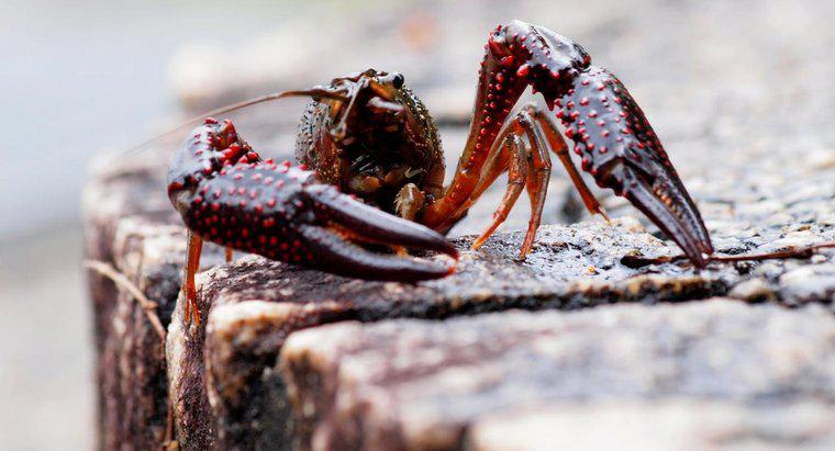 Tại sao Crayfish Molt?