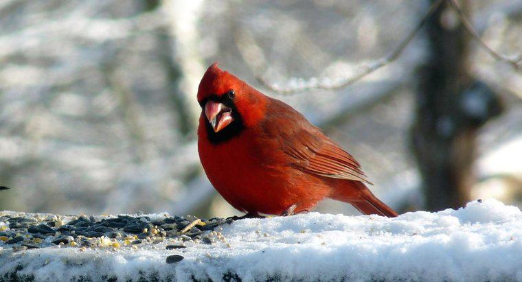 Cardinals ăn gì?