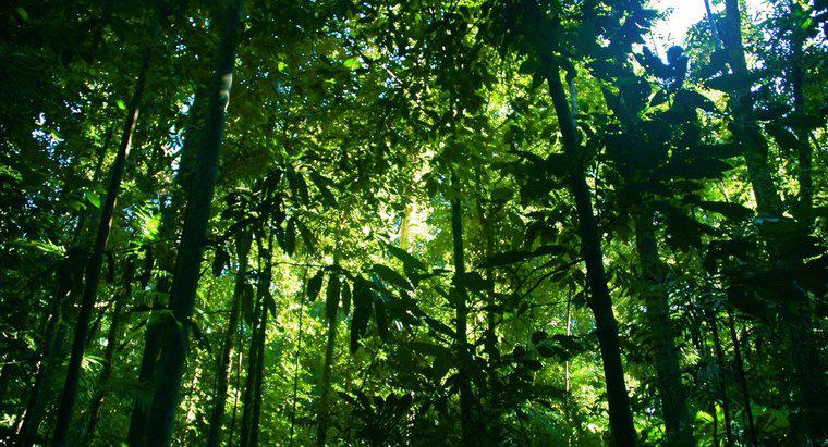 Còn lại bao nhiêu khu rừng mưa trên thế giới?