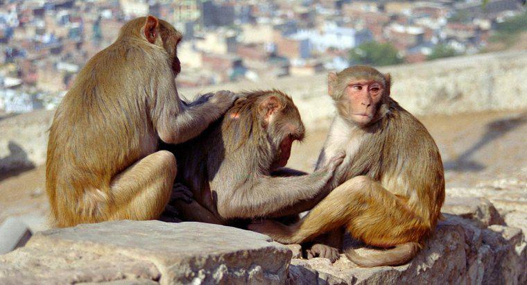 Vòng đời của Khỉ là gì?