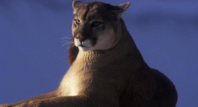 Kỷ lục Thế giới về Con báo sư tử nặng nhất là gì?