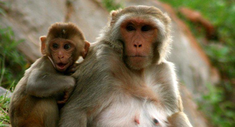 Khỉ sống được bao lâu?