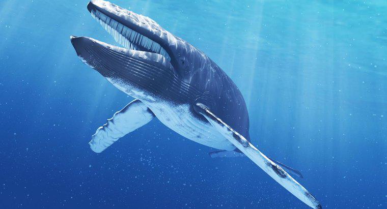 Lưỡi cá voi xanh nặng bao nhiêu?