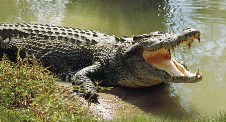 Tuổi thọ trung bình của một con cá sấu là gì?
