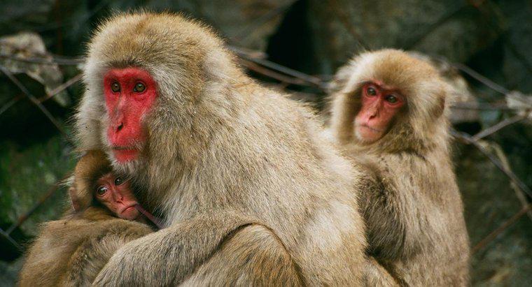 Dân số Khỉ trên Hành tinh là gì?