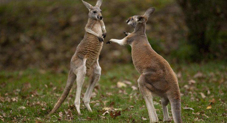 Kangaroo đực được gọi là gì?
