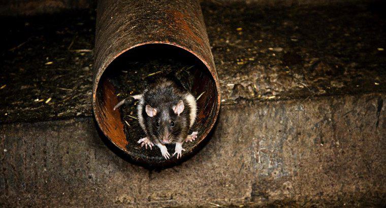 Tại sao Chuột lại nguy hiểm với con người?