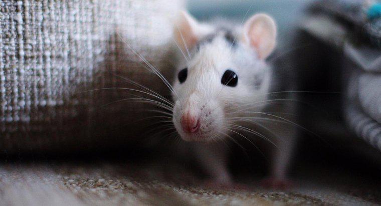 Làm thế nào bạn nên làm sạch giọt chuột?