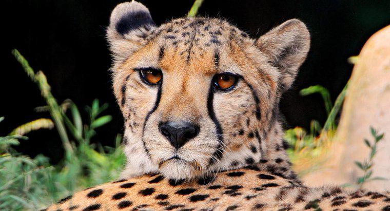 Cheetah sống ở loại môi trường sống nào?