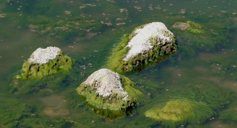 Đặc điểm chính của tảo là gì?