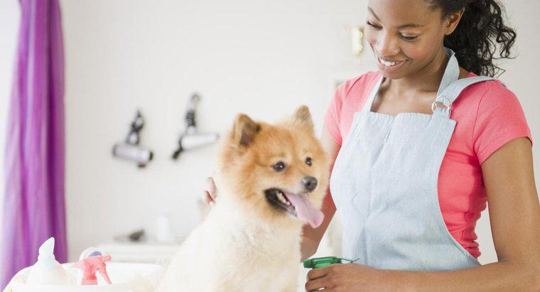 Bạn có cần giấy phép để trở thành người chăm sóc chó không?