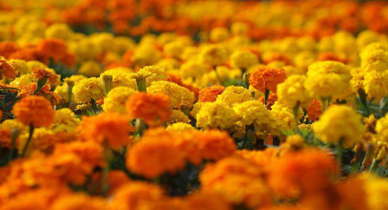 Marigolds có độc không?
