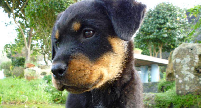 Khi nào một con Rottweiler được coi là trưởng thành hoàn toàn?