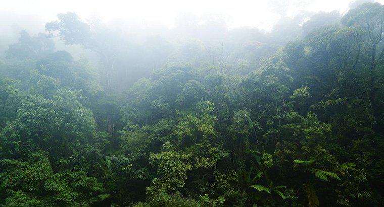 Một số đặc điểm của rừng mưa nhiệt đới là gì?