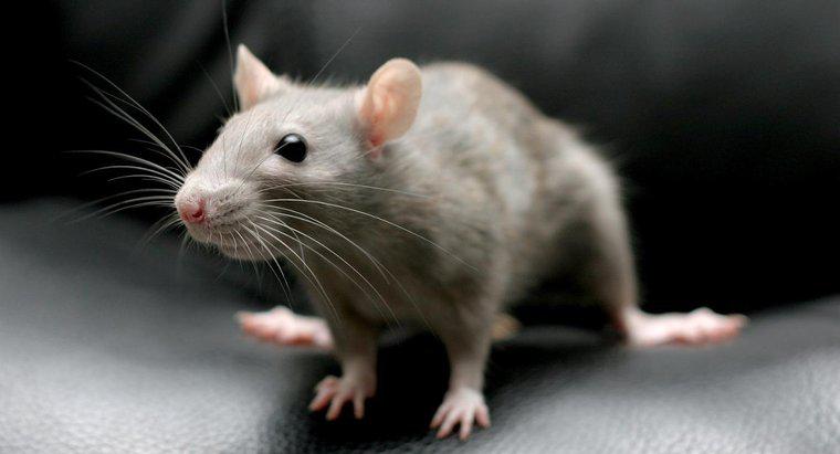 Bạn có thể giết chuột bằng Baking Soda?