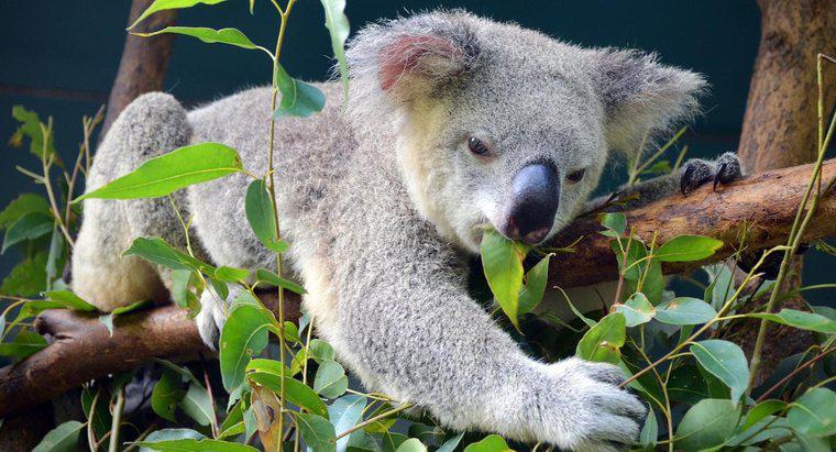 Lá Bạch đàn có Mang lại giá trị Cao cho Gấu Koala không?