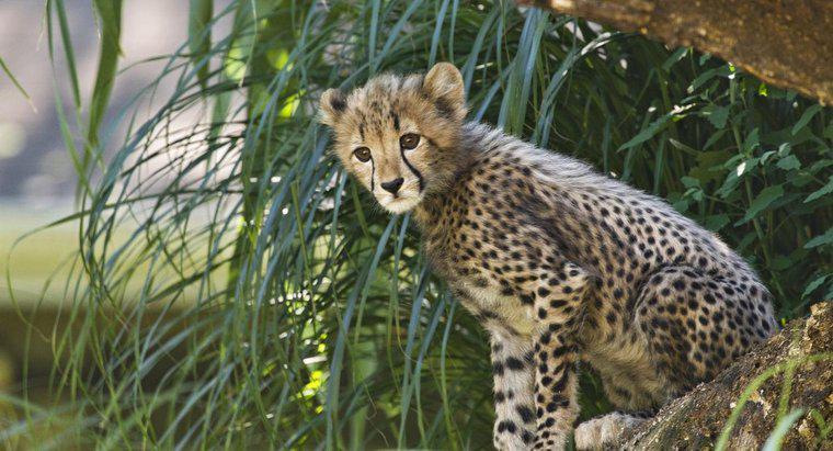 Cheetahs sống được bao lâu?