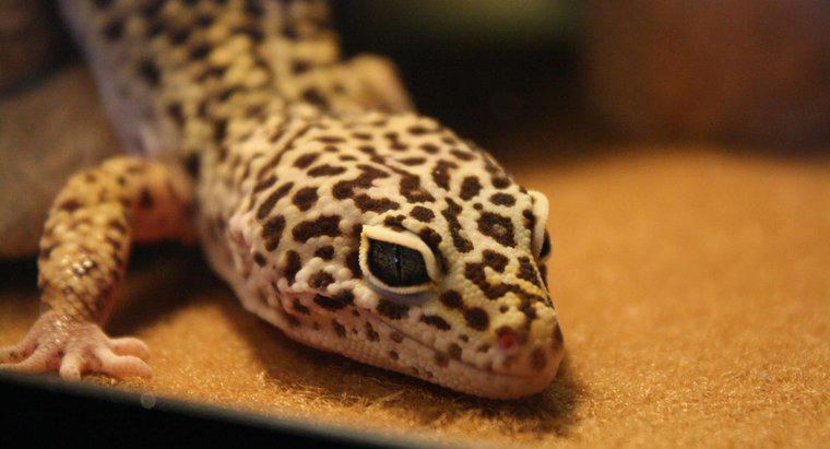 Leopard Geckos có thể ăn trái cây?