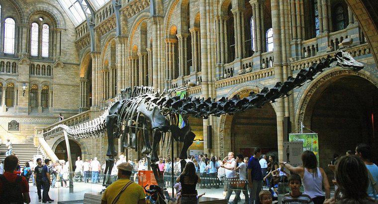 Con khủng long dài nhất là gì?