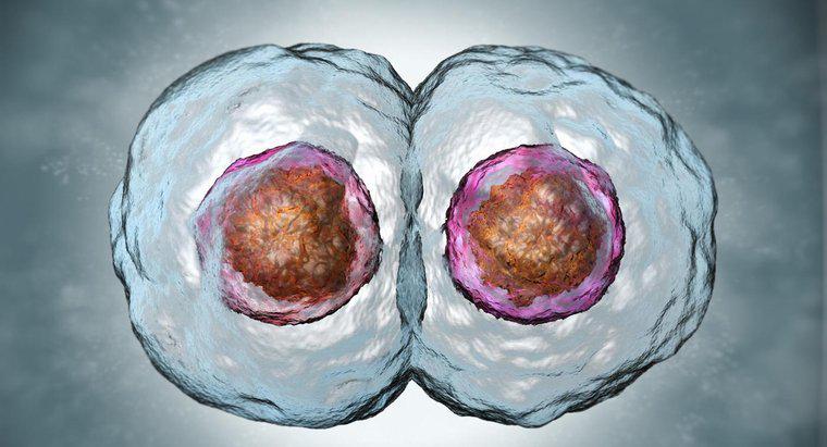 Làm thế nào để tế bào con gái so sánh với tế bào mẹ?