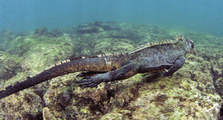 Làm thế nào để Iguanas biển loại bỏ muối khỏi cơ thể của chúng?
