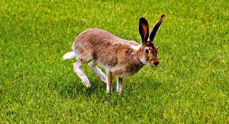Tên cho Đuôi của Hare là gì?
