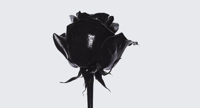 Ý nghĩa của một bông hồng đen là gì?