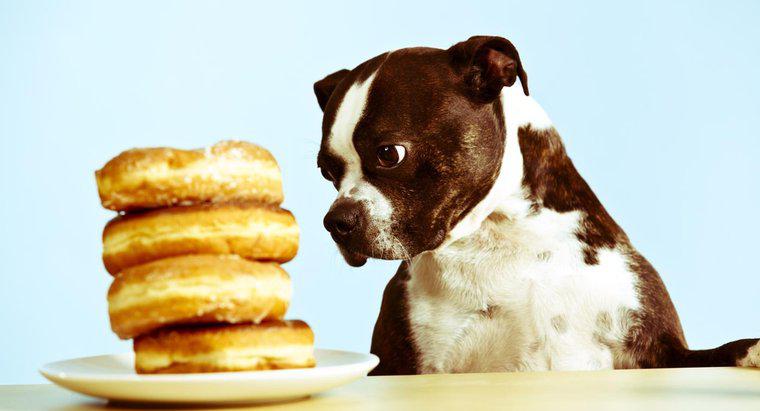 Chó có thể ăn đường không?