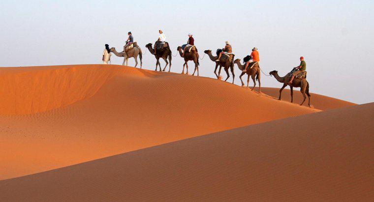 Tại sao lạc đà được gọi là tàu của sa mạc?