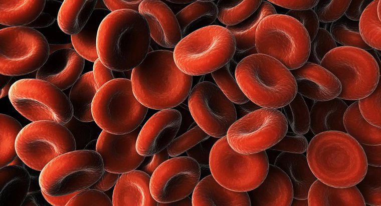 Nguyên nhân nào gây ra protein trong máu?