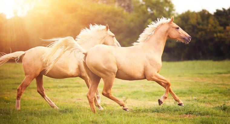 Ngựa có thể chạy bao xa?
