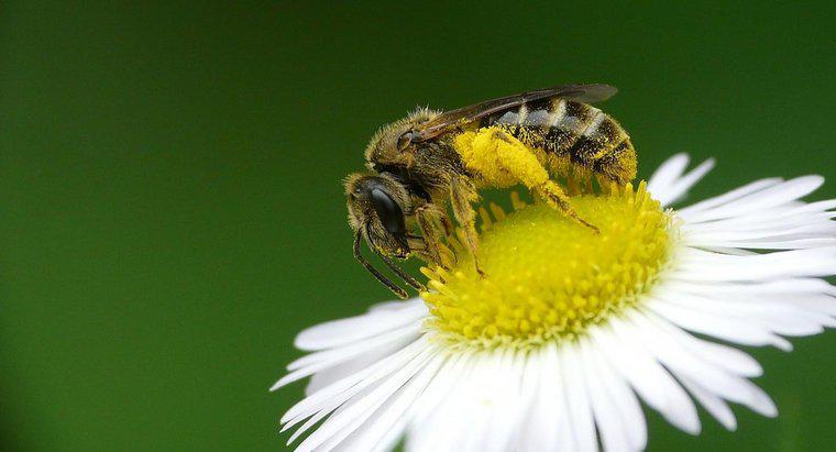 Lợi ích sức khỏe của phấn hoa ong là gì?
