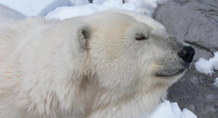 Tại sao gấu Bắc Cực sống ở Bắc Cực?