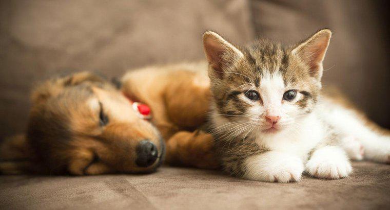 Mèo con và chó con có thể trở thành bạn bè không?