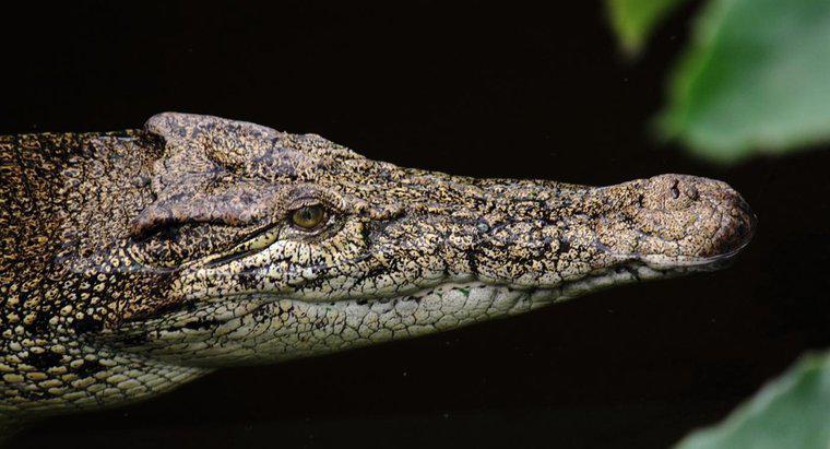 Làm thế nào để Cá sấu thích nghi với môi trường của chúng?
