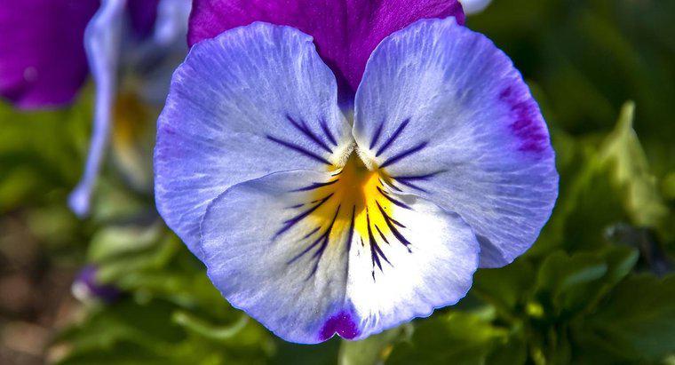 Làm cách nào để cắt bớt Pansies?