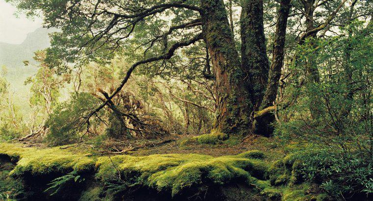 Một số yếu tố phi sinh học trong rừng ôn đới là gì?