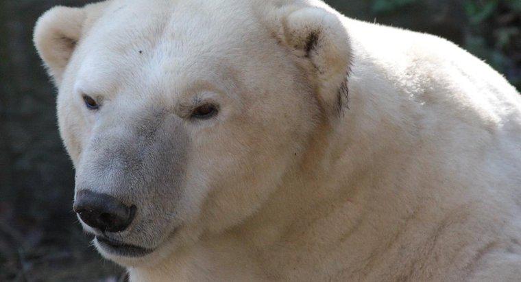 Gấu Bắc Cực tìm thức ăn ở đâu?