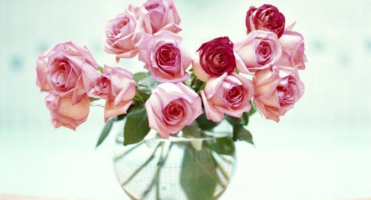 Làm thế nào bạn có thể giữ cho hoa hồng cắt tươi?