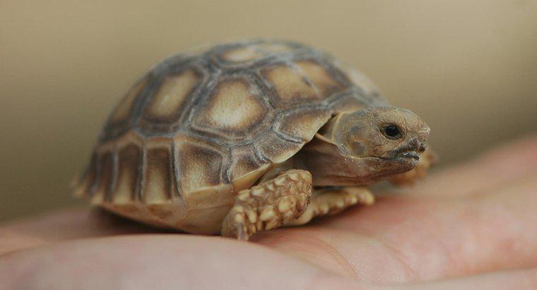 Làm thế nào để rùa sinh sản?