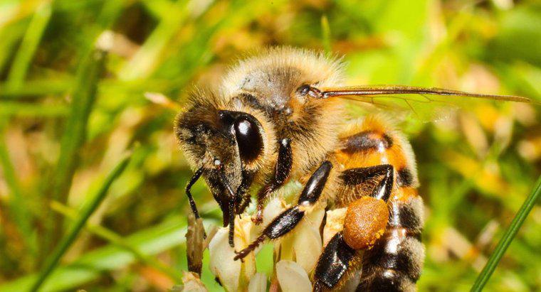 Một con ong có bao nhiêu mắt?