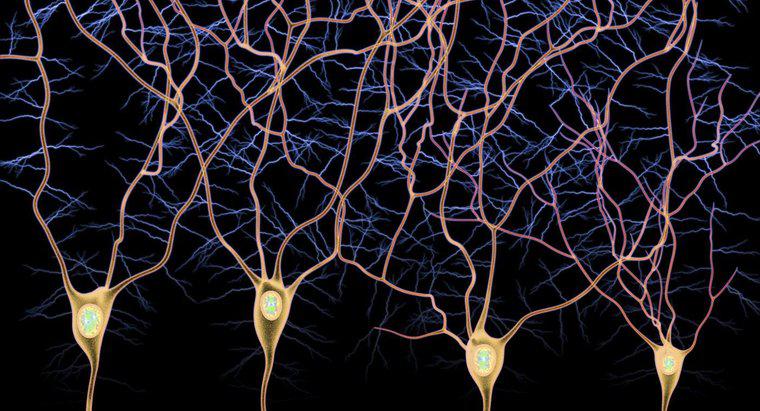 Sự khác biệt giữa các tế bào thần kinh Afferent và Efferent là gì?