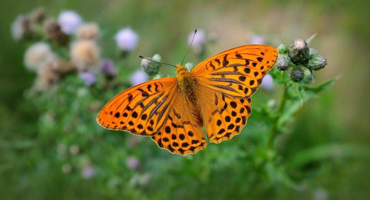 Tên ban đầu của con bướm là gì?