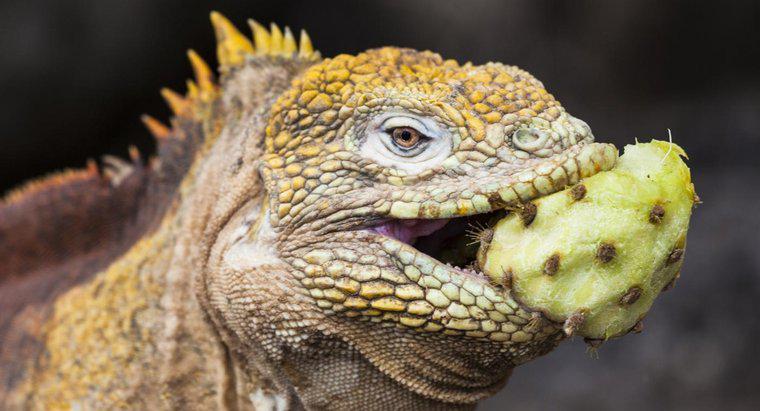 Iguanas ăn gì?