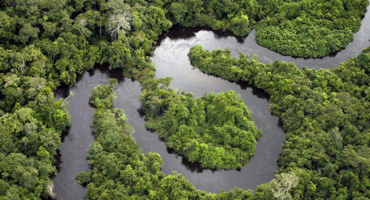 Bao nhiêu rừng nhiệt đới bị chặt phá mỗi ngày?