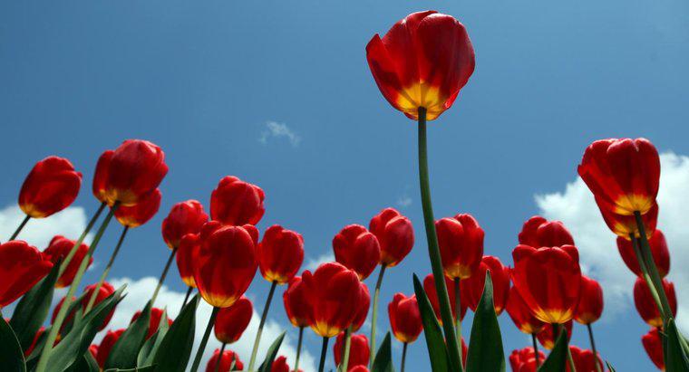 Hoa tulip có độc không?