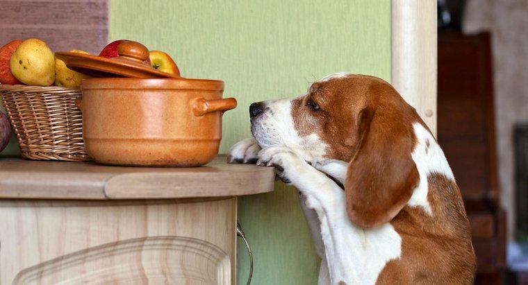 Một số loại hạt gây độc cho chó là gì?