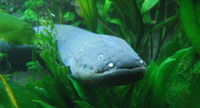 Cú sốc của lươn điện mạnh đến mức nào?