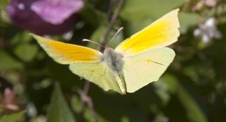 Con bướm vàng tượng trưng cho điều gì?