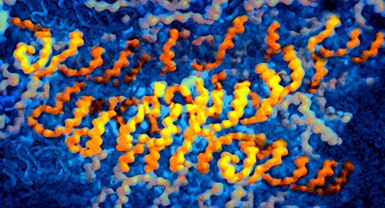 Virus nào chứa RNA làm thông tin di truyền?
